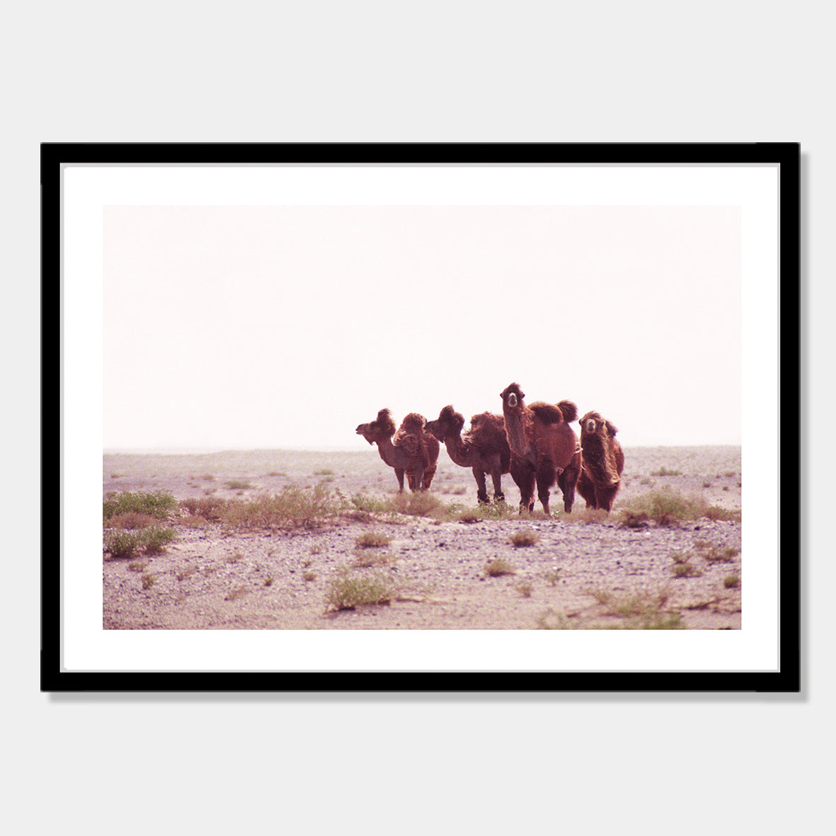 Photographic art print of Camels in the Gobi Desert, China by Bon Jung. Printed in New Zealand by endemicworld framed in black.