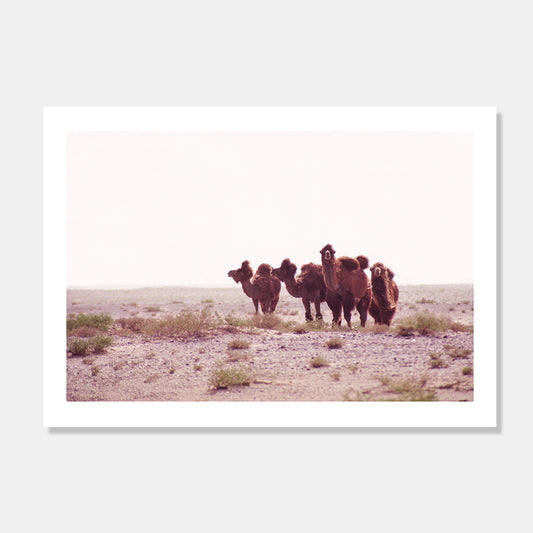 Photographic art print of Camels in the Gobi Desert, China by Bon Jung. Printed in New Zealand by endemicworld.