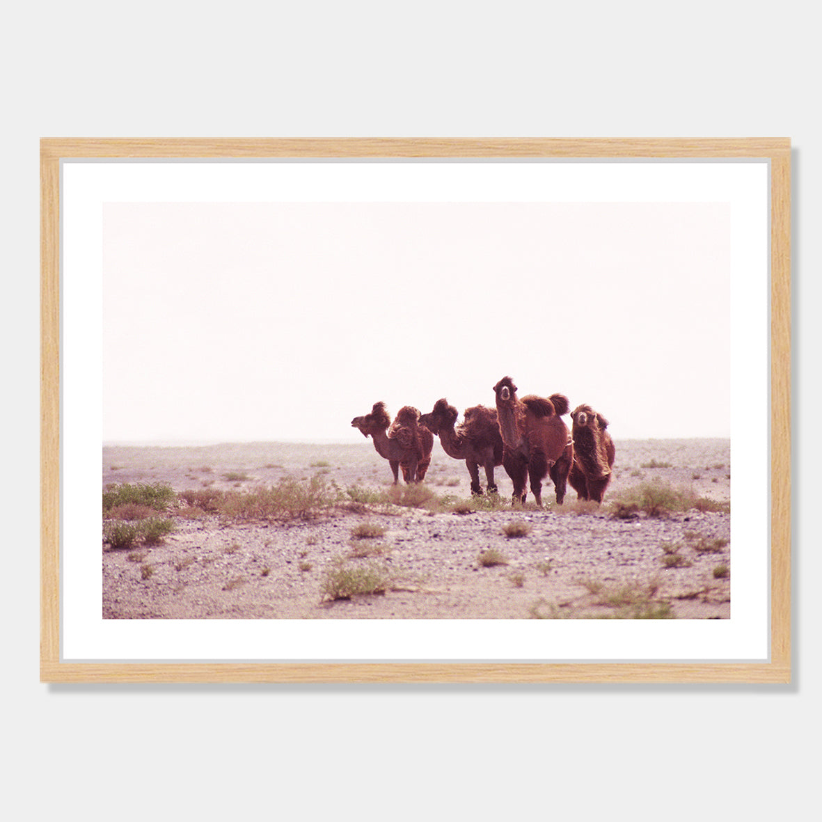 Photographic art print of Camels in the Gobi Desert, China by Bon Jung. Printed in New Zealand by endemicworld framed in raw oak.