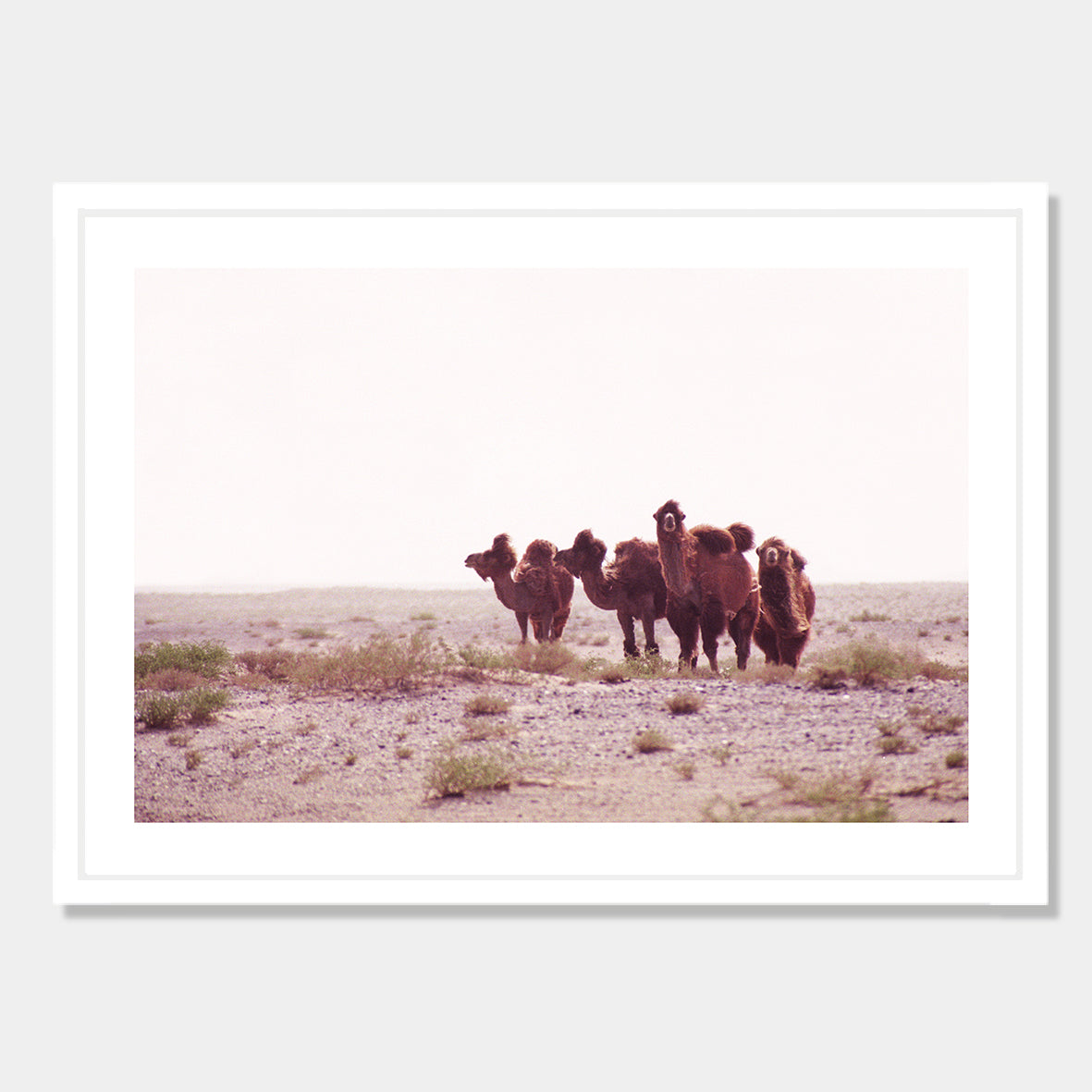 Photographic art print of Camels in the Gobi Desert, China by Bon Jung. Printed in New Zealand by endemicworld framed in white.